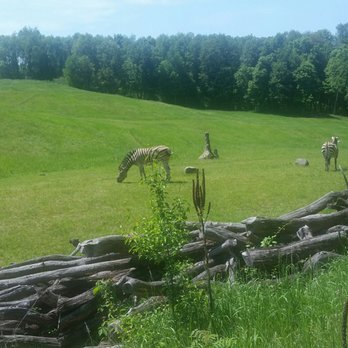 Binder Park Zoo - Gazelles and ostriches - Zoos Near Me - Battle Creek, Michigan Binder Park Zoo - Gazelles and ostriches - Zoos Near Me - Battle Creek, Michigan