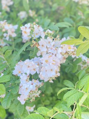 Cape May Lighthouse by null