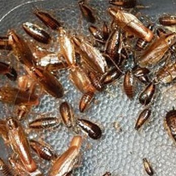 Pest Wranglers - German roaches can be difficult to control without professional help - Pest Control Near Me - Round Rock, Texas Pest Wranglers - German roaches can be difficult to control without professional help - Pest Control Near Me - Round Rock, Texas