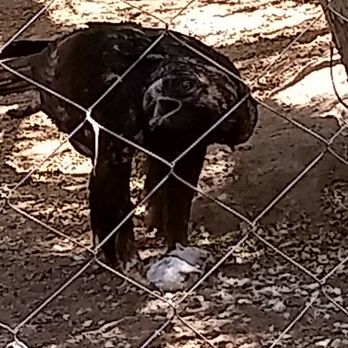 Phoenix Zoo - Eagle eating a rodent. 7/6/18 - Zoos Near Me - Phoenix, Arizona Phoenix Zoo - Eagle eating a rodent. 7/6/18 - Zoos Near Me - Phoenix, Arizona