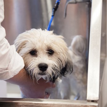 THE BEST 10 PET STORES in LONDON, UNITED KINGDOM - Updated 2025 - Hours ...