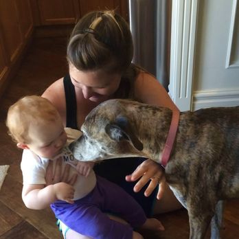 Translating Dog - Pet Training Near Me Translating Dog - Pet Training Near Me