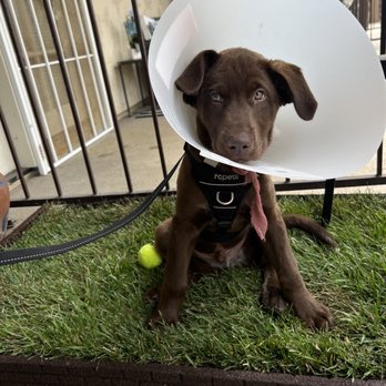 Fix Long Beach Pets - Delirious post surgery but so cute in his cone of shame. - Veterinarians Near Me - Long Beach, California