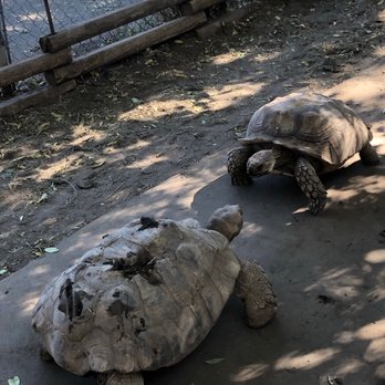 The Tortoise Home Campbell - Attraction Farms Near Me - Campbell, California