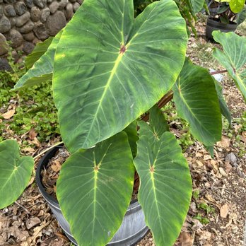 Maui Nui Botanical Gardens - Colocasia sp. - Botanical Gardens Near Me - Kahului, Hawaii Maui Nui Botanical Gardens - Colocasia sp. - Botanical Gardens Near Me - Kahului, Hawaii