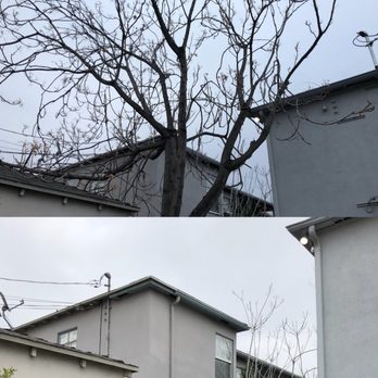 Artistic Tree Services Corp. - Before & After on Major Tree Cutting - Tree Services Near Me