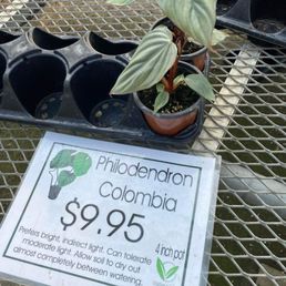 Philodendron Columbia Philodendron Columbia