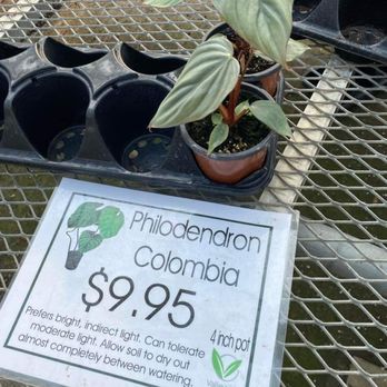 Valleyview Gardens - Philodendron Columbia - Nurseries & Gardening Near Me - Markham, Ontario