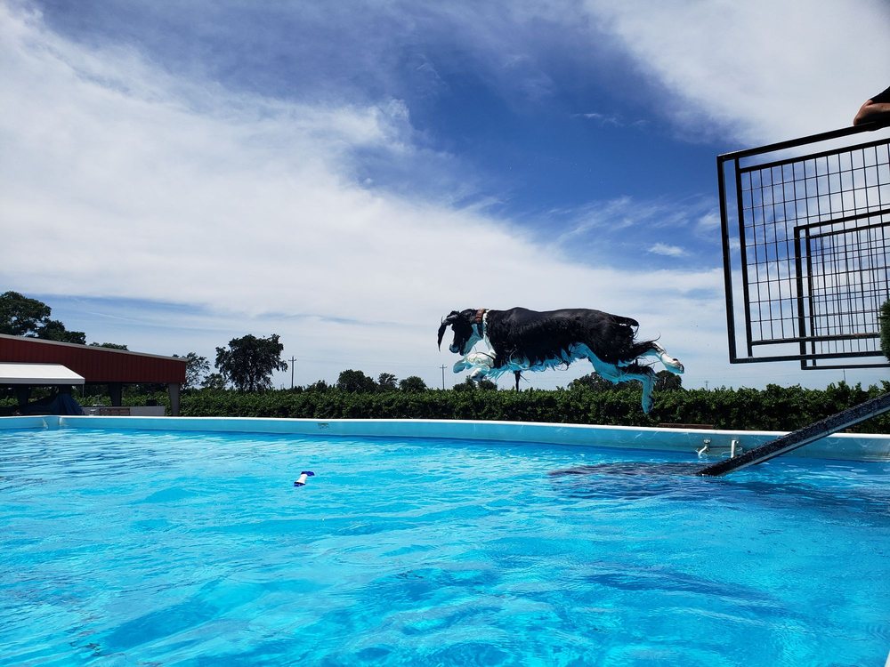 SYCAMORE LANE KENNELS & FARM 39 Photos & 74 Reviews Pet Sitting