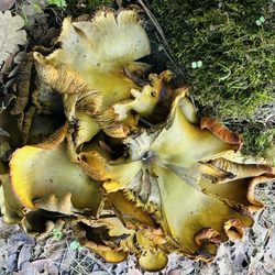 Taylor Mountain Regional Park and Open Space Preserve - Omphalotus fungi!
