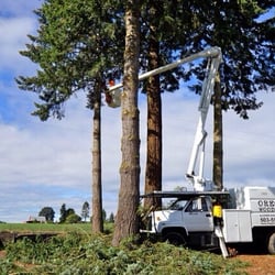 Oregon Woodsmen Tree Service - Tree trimming in Salem Oregon
