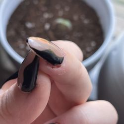 Vip Nails & Spa - More dried blood from cut cuticles