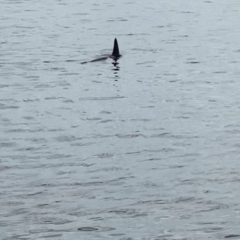 Our Deck Down Under - Dolphin near the deck. - Seafood Near Me - Port Orange, Florida
