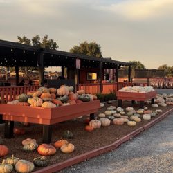 Dell'Osso Family Farm - Pumpkins