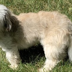 Grateful Grooming - Peeka-Poo Before