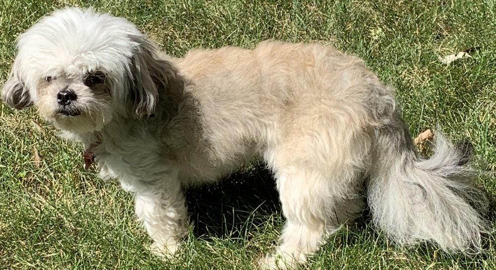 GRATEFUL GROOMING 3060 65th St E, Inver Grove Heights, Minnesota