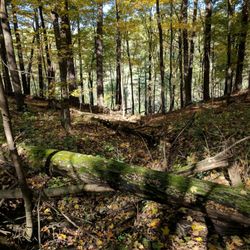 Kinnickinnic State Park - Hidden falls trail at Kinnickinnick state park