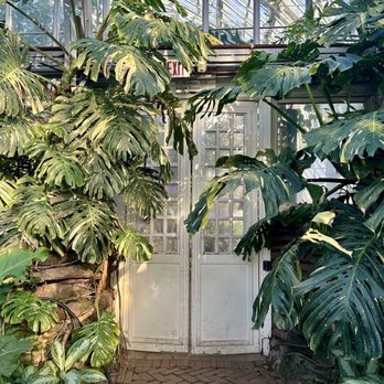 Garfield Park Conservatory - Monstera Thai constellation - Parks Near Me - Chicago, Illinois Garfield Park Conservatory - Monstera Thai constellation - Parks Near Me - Chicago, Illinois
