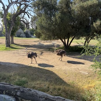 Fresno Chaffee Zoo - Ostriches - Zoos Near Me - Fresno, California Fresno Chaffee Zoo - Ostriches - Zoos Near Me - Fresno, California