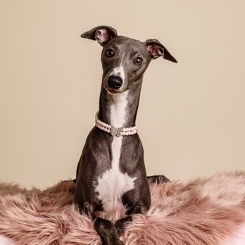 Good Doggy Photography - Pet Photography Near Me