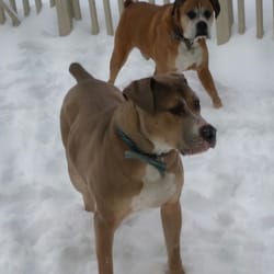 The Dog House Grooming By Tracy - Jake and tyson enjoying some ny winter weather