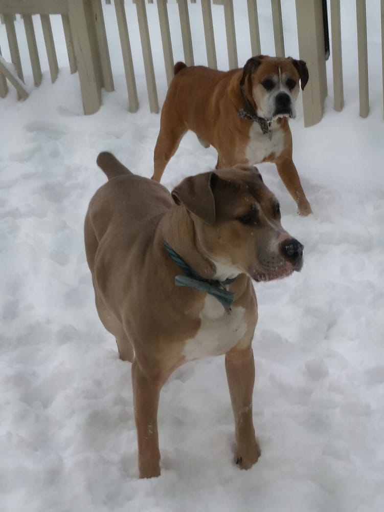 THE DOG HOUSE GROOMING BY TRACY Updated September 2024 61 Main St