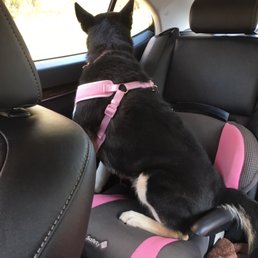 How Hush rides to the Vet. How Hush rides to the Vet.