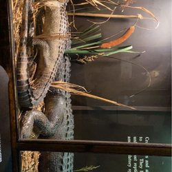 Anniston Museum of Natural History - Alligators