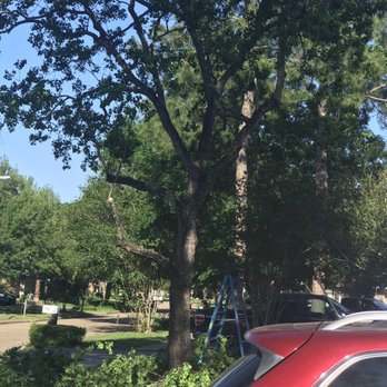 Apple Tree Service - Trimming trees - Tree Services Near Me - Katy, Texas