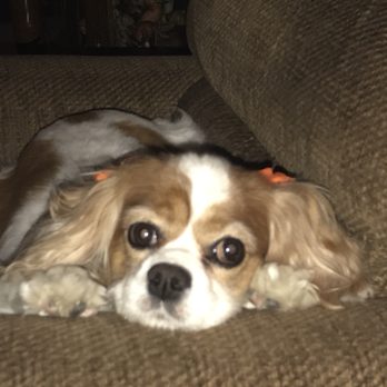 Ruby Clippers Pet Grooming - Pet Groomers Near Me - Oakland Park, Florida