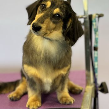 Fancy Paws Pet Salon - Pet Groomers Near Me - Gilbert, Arizona Fancy Paws Pet Salon - Pet Groomers Near Me - Gilbert, Arizona