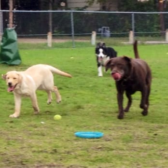 Westminster Dog Park - Dog Parks Near Me - Dallas, Texas Westminster Dog Park - Dog Parks Near Me - Dallas, Texas