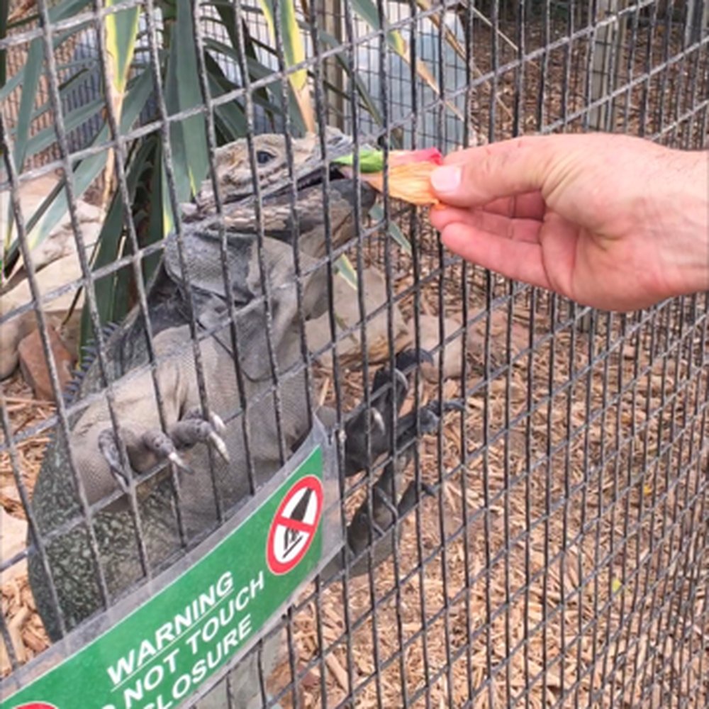 Texas Reptile Zoo - Tim (owner) hand feeds a Rhinoceros iguana. - Zoos Near Me - Bastrop, Texas Texas Reptile Zoo - Tim (owner) hand feeds a Rhinoceros iguana. - Zoos Near Me - Bastrop, Texas