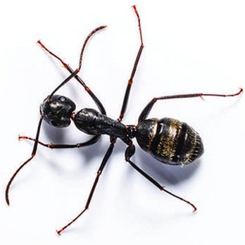 Lloyd Pest & Termite Control - Pest Control Near Me - Anaheim, California Lloyd Pest & Termite Control - Pest Control Near Me - Anaheim, California