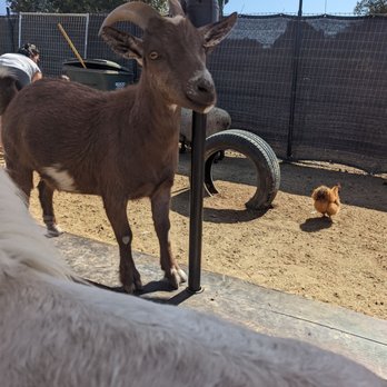 SoCalMiniPigs - Goat - Pet Breeders Near Me - Valley Center, California SoCalMiniPigs - Goat - Pet Breeders Near Me - Valley Center, California