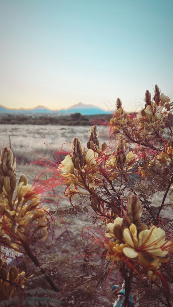 PATAGONIA RV PARK 10 Photos 566 Harshaw Rd, Patagonia, Arizona RV