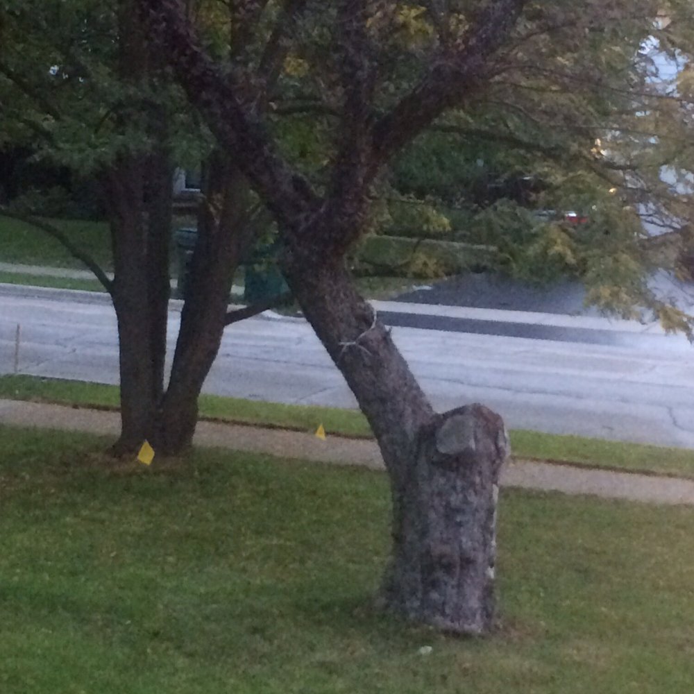 Rivas Tree Service - Tree Services Near Me Rivas Tree Service - Tree Services Near Me