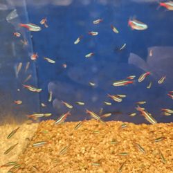 Fish!