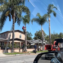 Alex's Natural Tree Care