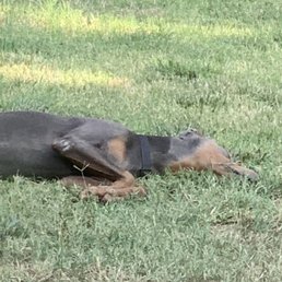 My dog chilling