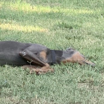 Madera Park - My dog chilling - Parks Near Me - Citrus Heights, California