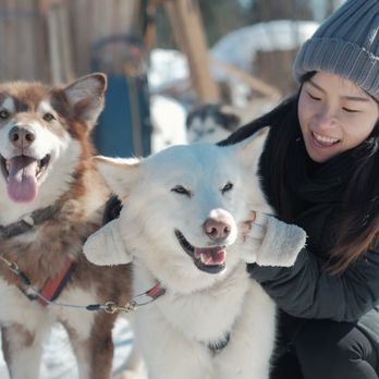 Firewalker Alaskan Malamute Kennel - Stormy the bossy Alaskan malamute! - Tours Near Me - North Pole, Alaska Firewalker Alaskan Malamute Kennel - Stormy the bossy Alaskan malamute! - Tours Near Me - North Pole, Alaska