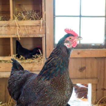 Historic Wagner Farm - Farmers Market Near Me - Glenview, Illinois
