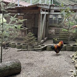 Wildpark Germerode - Roosters