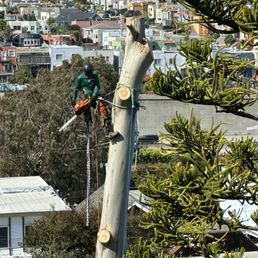 Arborist cutting eucalyptus tree Arborist cutting eucalyptus tree