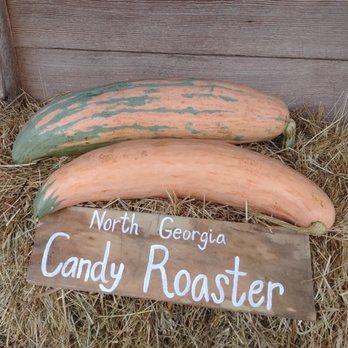 Choestoe Farms - A rarity to find brought back by skilled farming! - Pick Your Own Farms Near Me - Blairsville, Georgia