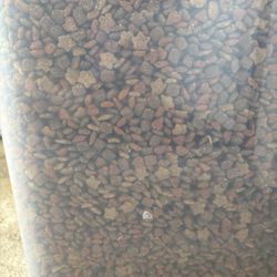 WinCo Foods - Maggots