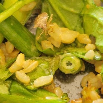 Poke Dot - A live insect in my poke bowl! - Seafood Near Me - Irvine, California Poke Dot - A live insect in my poke bowl! - Seafood Near Me - Irvine, California