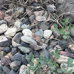 The Arboretum at Flagstaff - Can you spot the creature?