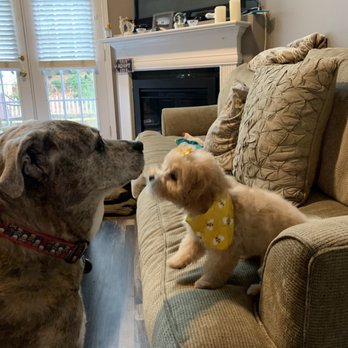 Petco - Pet Training Near Me - Buford, Georgia